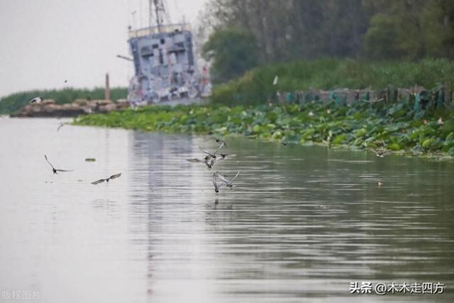 微山湖旅游攻略：探寻微山湖的美景，畅享旅行之乐 